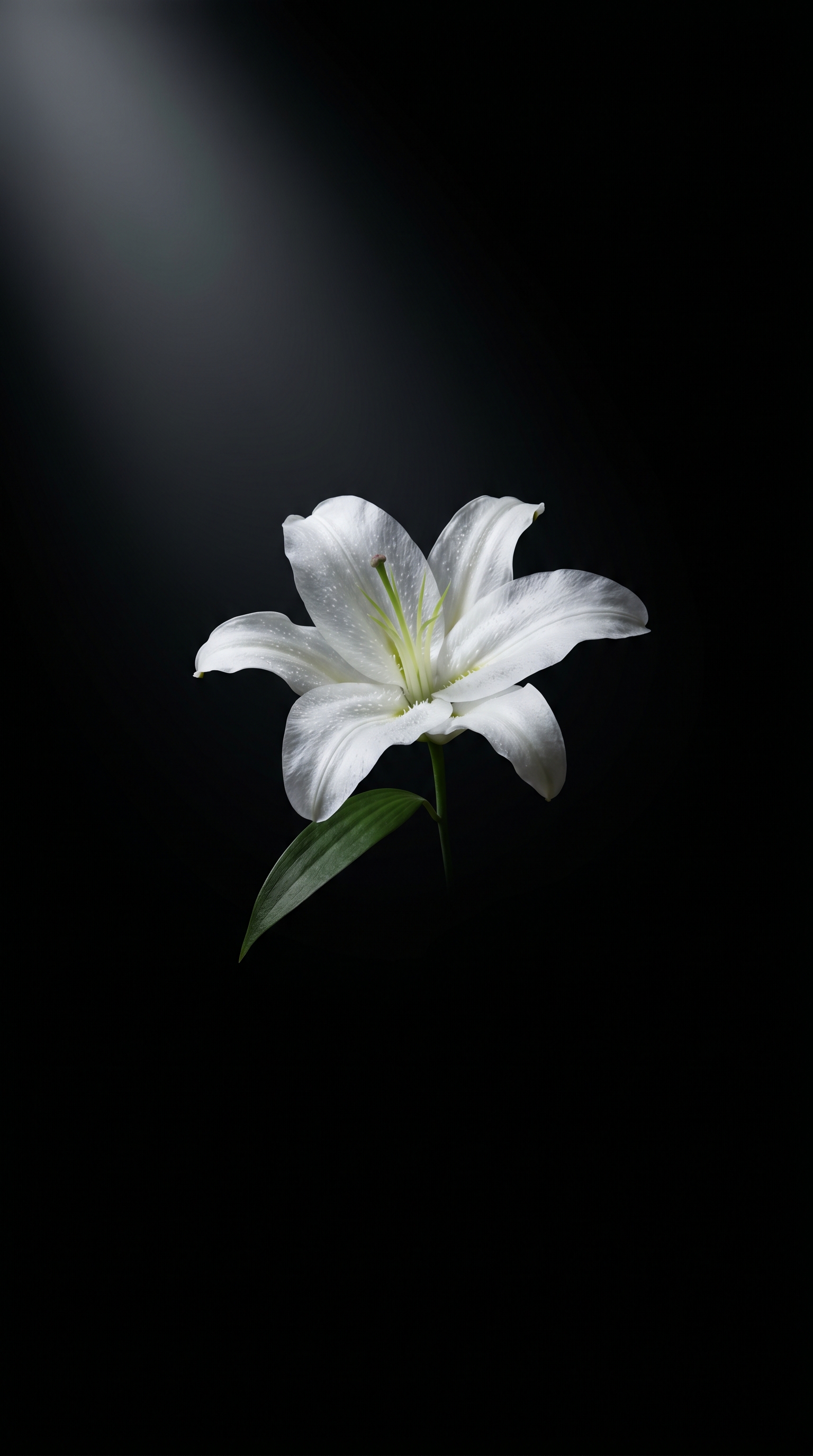 White Lily Illuminated In Darkness 2